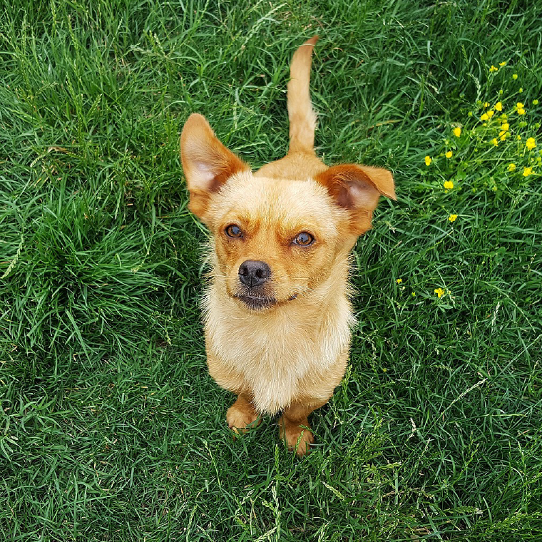 adoptar pixabay_05
