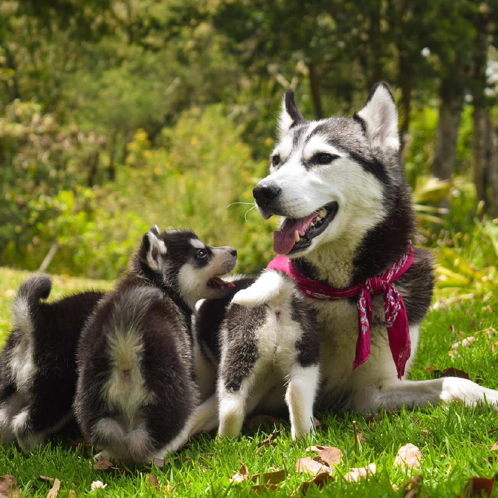 animales pixabay_01