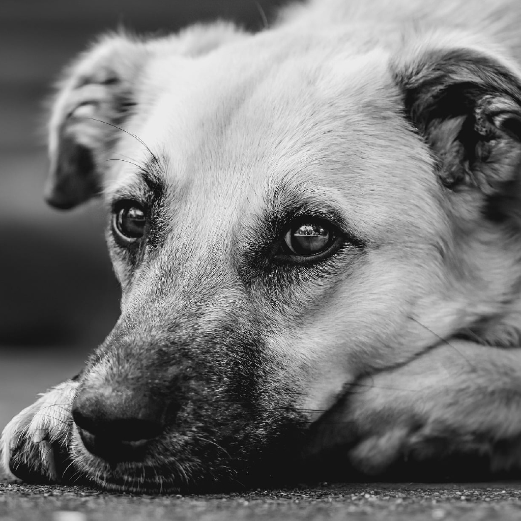 maltrato pixabay_02
