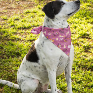 Bandana Patas
